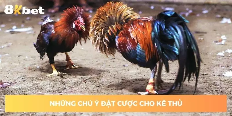 Chú ý đặt cược cho kê thủ tham gia 8KBET