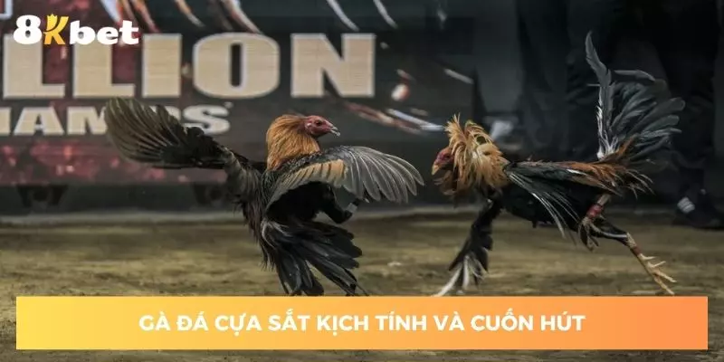 Kê chiến cựa sắt kịch tính và cuốn hút