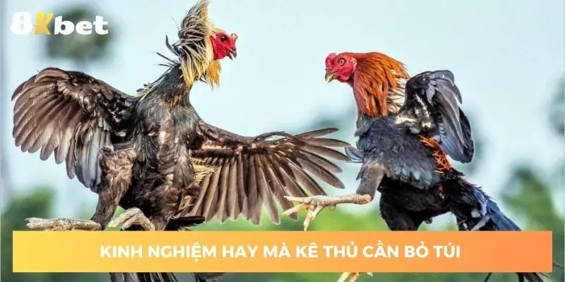 Một số kinh nghiệm bỏ túi khi chơi chọi gà
