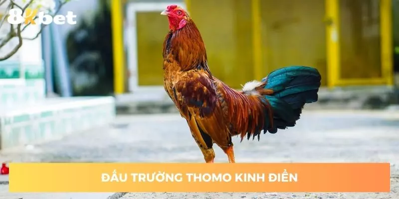 Đấu trường Thomo rực lửa